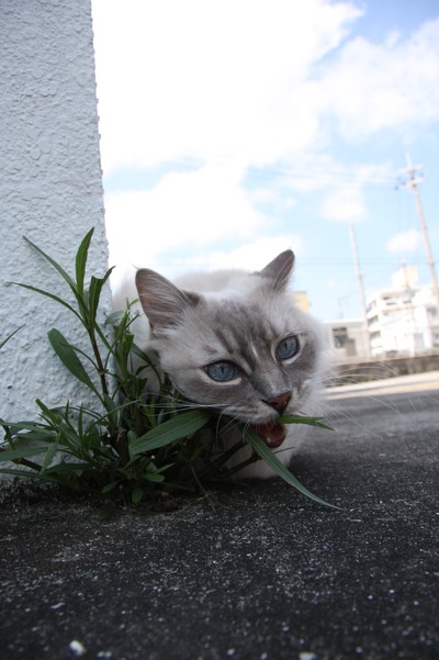 クリス写真館