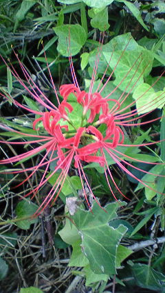 ♪曼珠沙華