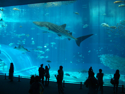 沖縄 美ら海水族館