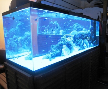 沖縄水族館 メンテナンスブログ 魚搬入