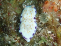 ウミウシ