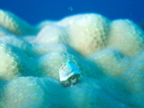ユキンコボウシガニ