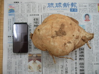 大学芋風
