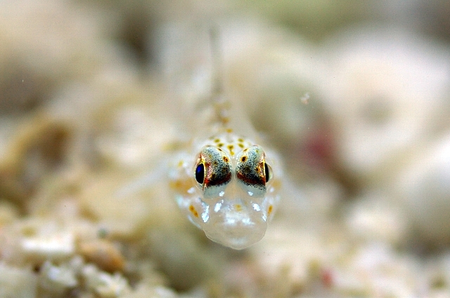 魚の赤ちゃん とんとんみー通信