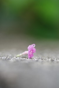 カタツムリ