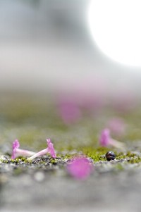 カタツムリ