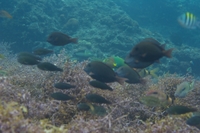 辺野古の生き物