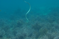 辺野古の生き物