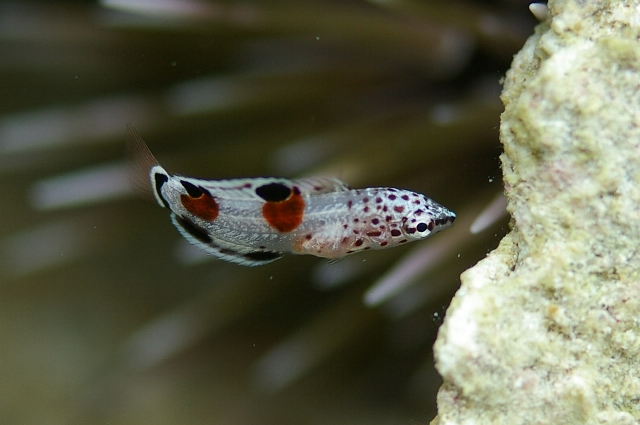 魚の赤ちゃん とんとんみー通信