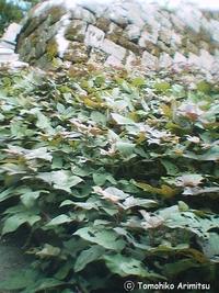 今日の１枚・おばあのイモ畑