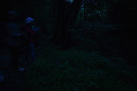 輝く森にて-1- 2012/06/15 21:31:45