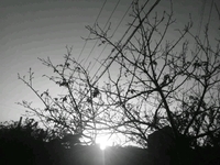 ピアノのツブ 2011/11/22 14:41:16