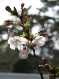 桜の開花チェック 2007/03/30 00:40:58