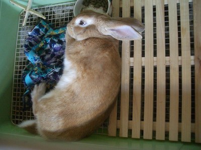 うちの裏ボス
