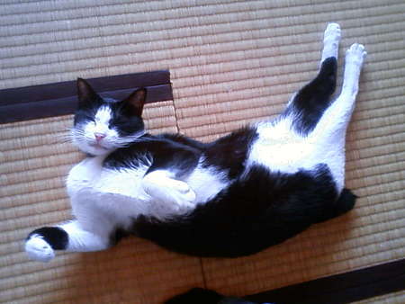 うちの癒し系？