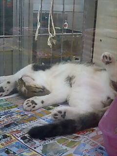 猫ろんだ〜