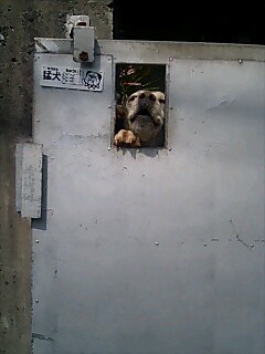 君は猛犬なのか…