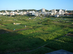 アパートからの景色