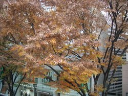 紅葉
