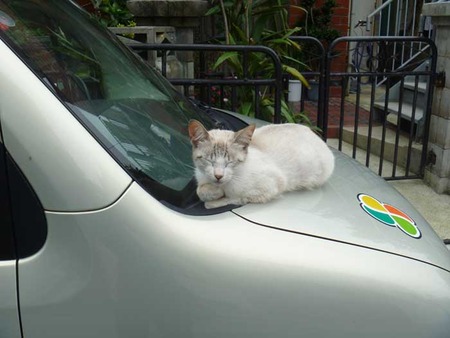 猫