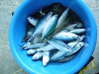 北谷漁港にてグルクン 2009/01/24 21:40:48