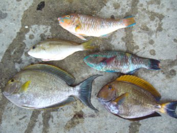 中城湾での釣果
