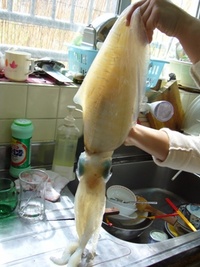 宜野湾　アオリイカ　１．５ｋｇ 2008/02/26 15:21:57