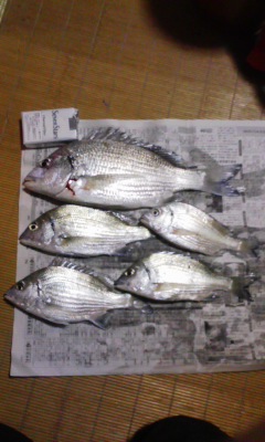 泡瀬海岸にてチヌ連発