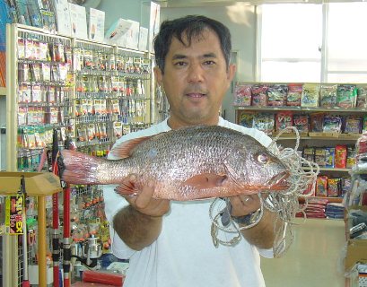 タマンなどの釣果