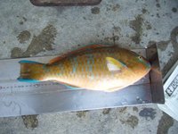 アーガイ　泡瀬一文字 2008/09/08 17:47:59