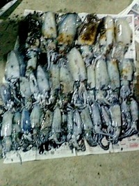 アオリ　４１杯 2008/02/22 08:18:43