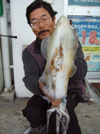 アオリ　２．２ｋｇ　泡瀬一文字 2008/02/20 18:08:06