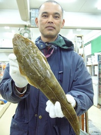 コチ　５３．８ｃｍ 2008/02/21 12:32:56