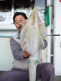 西原海岸　アオリ２．７ｋｇ