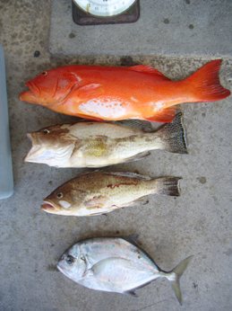 中城湾でライトジギング