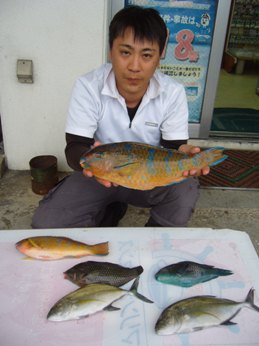 アーガイ４２ｃｍ