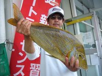 ライトジギング　タマン６０オーバー