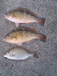 泡瀬一文字４番 2008/03/28 09:03:10