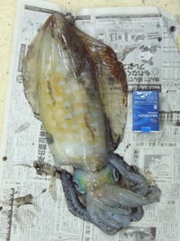 アオリ　２．１ｋｇ