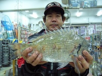 チヌとクブシミ 2008/01/25 19:08:36