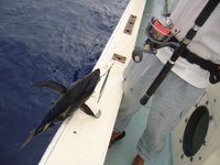 パヤオ　海遊丸 2009/06/05 11:49:15
