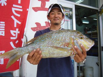 タマン64.5ｃｍ