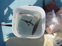 最近の沖釣り（グルクン釣り）