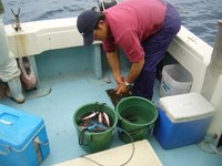 最近の沖釣り（グルクン釣り）