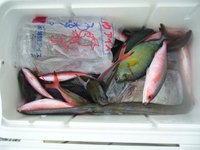 最近の沖釣り（グルクン釣り）