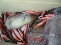 最近の沖釣り（グルクン釣り）