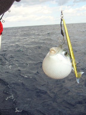 ジギング　海遊丸