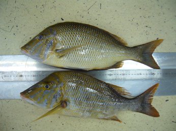 各地の釣果