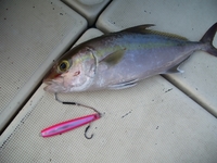 カンパチ　３ｋｇ 2008/11/02 12:13:14