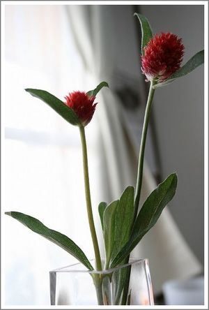 いちご草 Momoirotanpopo